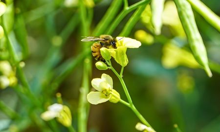 mas abejas, mas rinde: las colmenas aumentan hasta 37% la produccion de carinata mas abejas, mas rinde: las colmenas aumentan hasta 37% la produccion de carinata