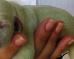nacio un perro verde y se hizo viral