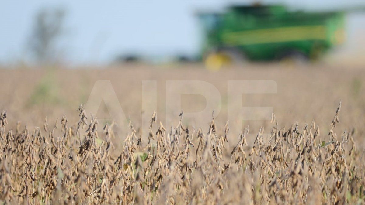 La cosecha de soja -la mayor parte se trillará en el otoño- será clave para el ingreso de divisas.