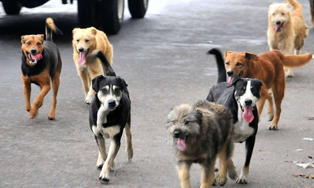 dia mundial del perro: por que se celebra el 21 de julio dia mundial del perro: por que se celebra el 21 de julio