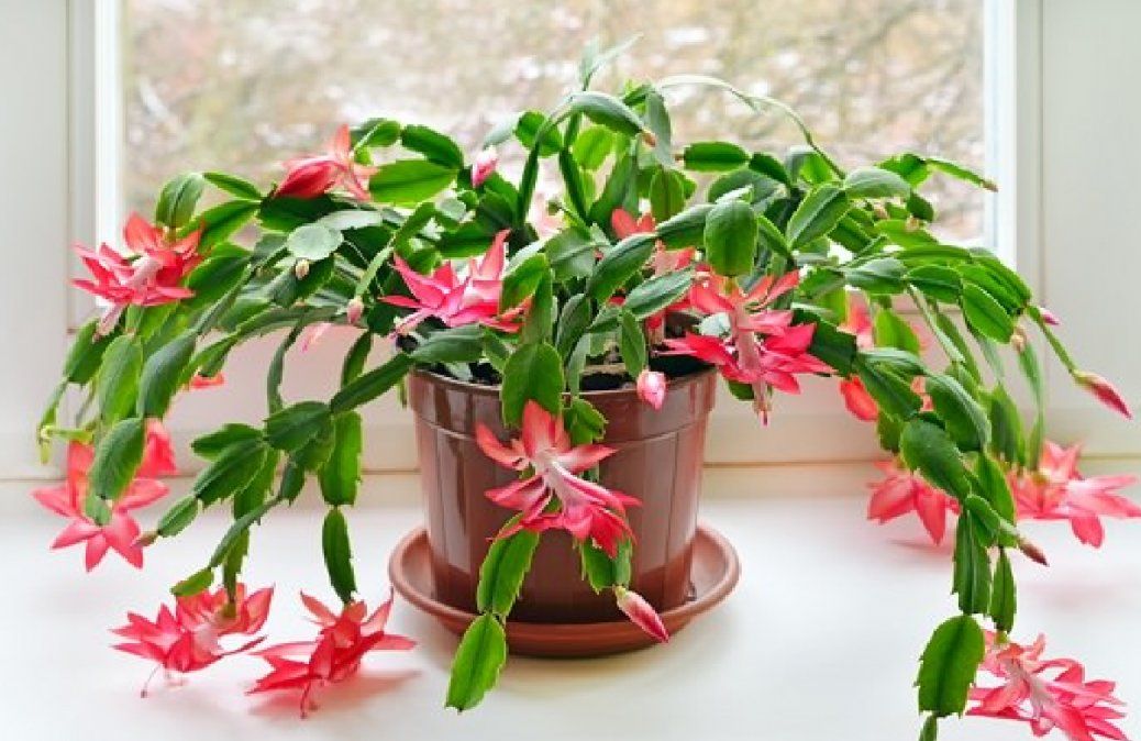 Algunas de estas suculentas colgantes florecen todo el año.&nbsp;