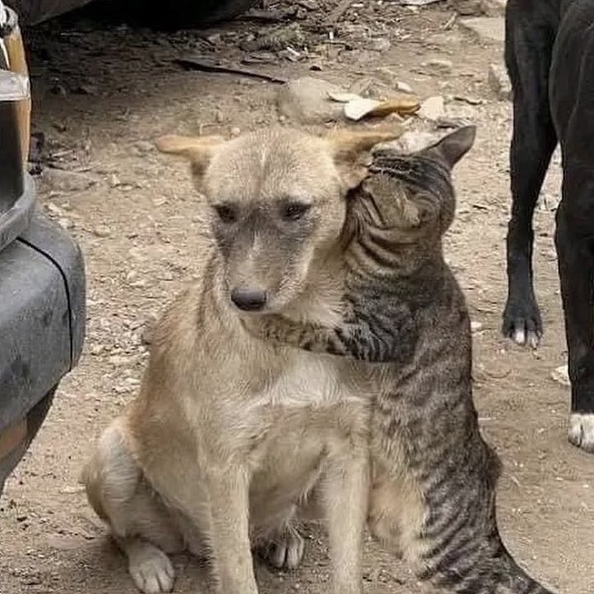 Entre los escombros del terremoto de Turquía, un gato abraza y consuela a un perro.