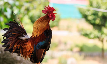 gallo Maurice gallo Maurice