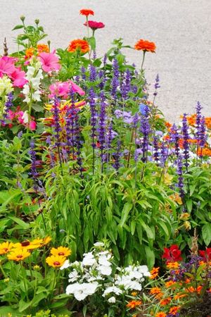 Estas cuatro plantas con flores se adaptan muy bien a balcones y macetas.