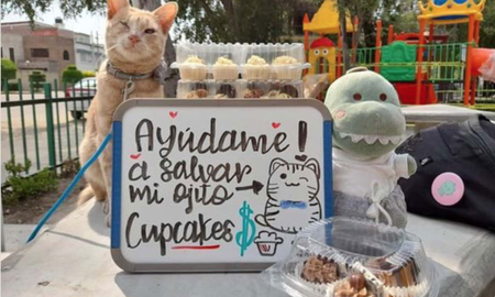 El tierno recurso que usó un gatito mexicano para curar su ojo. El tierno recurso que usó un gatito mexicano para curar su ojo.