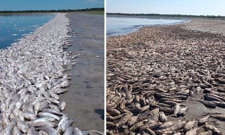 Así se veían los peces el sábado 21 (izquierda), y así se ven este jueves 26 de febrero (derecha). Así se veían los peces el sábado 21 (izquierda), y así se ven este jueves 26 de febrero (derecha).