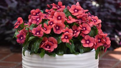 Tres plantas que florecen en diciembre y duran hasta marzo