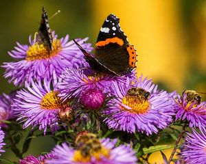 Si querés llenar de mariposas el jardín, podés sembrar esta flor en septiembre.