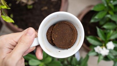 Para qué sirve tirar café en la tierra de las plantas