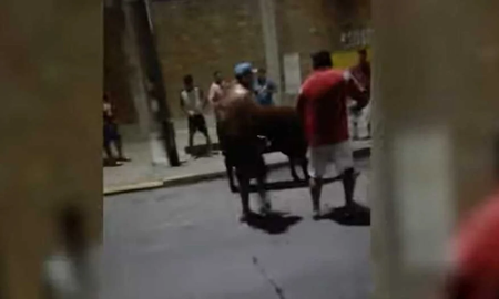 Exigieron una vaca como peaje y la degollaron en la calle Exigieron una vaca como peaje y la degollaron en la calle
