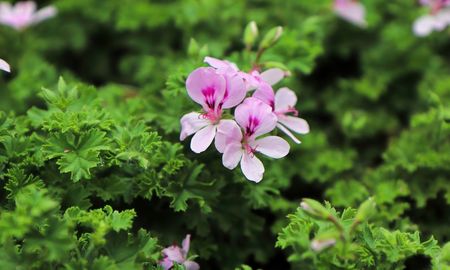 Plantá esta planta para llenar de aroma cítrico tu balcón y repeler mosquitos. Plantá esta planta para llenar de aroma cítrico tu balcón y repeler mosquitos.