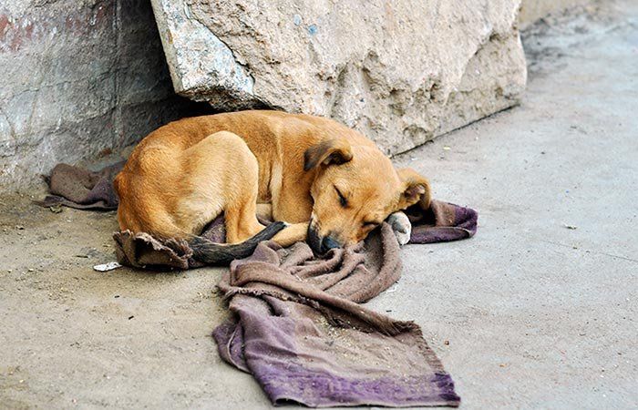 Todo aquel que abandone un animal debe saber que ese acto tiene sus consecuencias