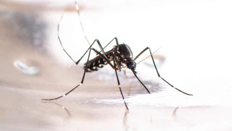 Epidemia de dengue en Santa Fe: confirman la muerte de un nene de seis años 