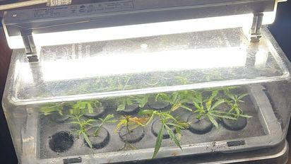 Detenido por amenazas en Santa Fe: descubren un vivero de marihuana en su vivienda tras un operativo policial