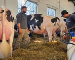 concurso de vacas lecheras: asi arranco la puja por el titulo en la expo rural de rafaela