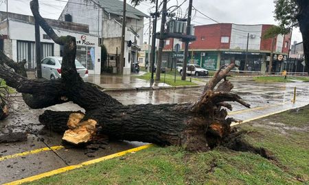 Un ceibo se desplomó en Galicia y Mitre tras la tormenta y bloquea el tránsito hacia Aristóbulo del Valle. Un ceibo se desplomó en Galicia y Mitre tras la tormenta y bloquea el tránsito hacia Aristóbulo del Valle.