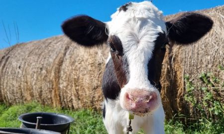 el recorte de precios al productor lechero no seria generalizado en argentina el recorte de precios al productor lechero no seria generalizado en argentina