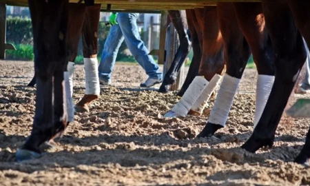 Dos caballos se desplomaron y murieron durante una carrera en Corrientes Dos caballos se desplomaron y murieron durante una carrera en Corrientes