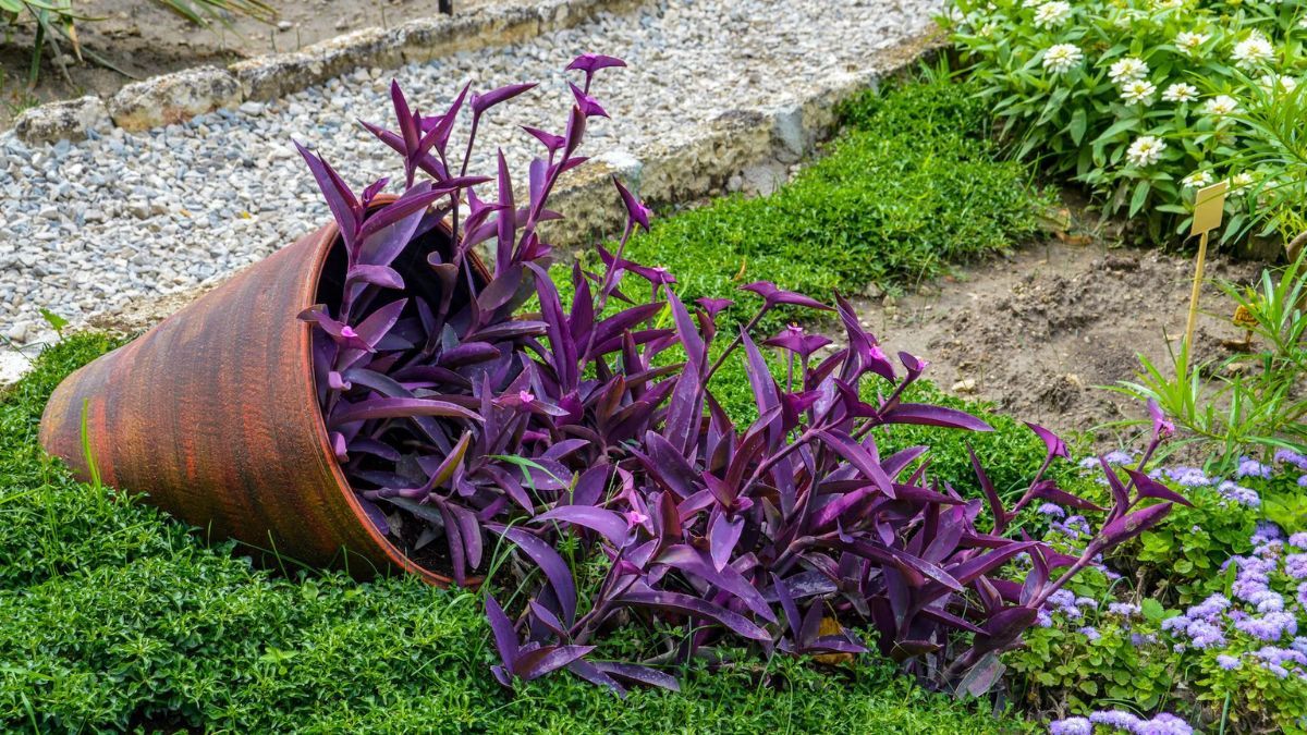 Octubre es el momento ideal para plantarla y estimular su crecimiento y fortaleza. Octubre es el momento ideal para plantarla y estimular su crecimiento y fortaleza.