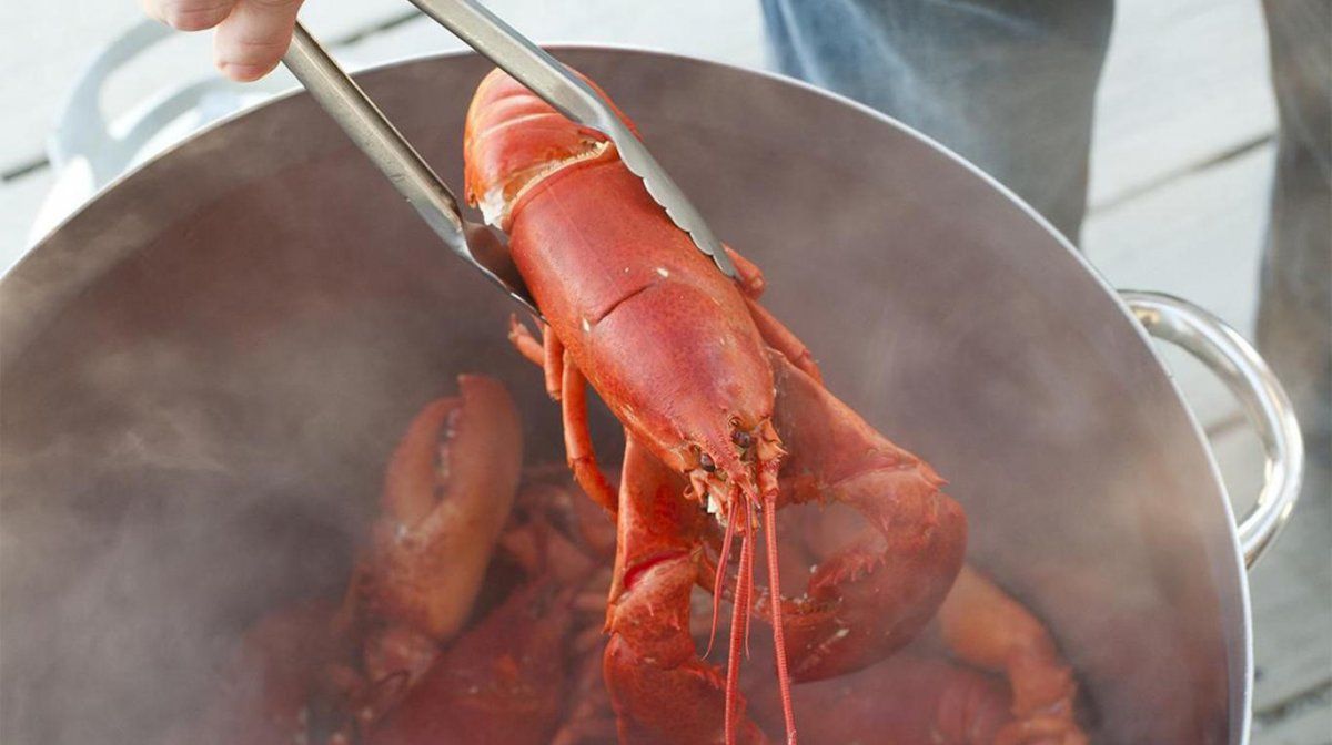 Suiza prohibió hervir vivas a las langostas y los chefs están furiosos