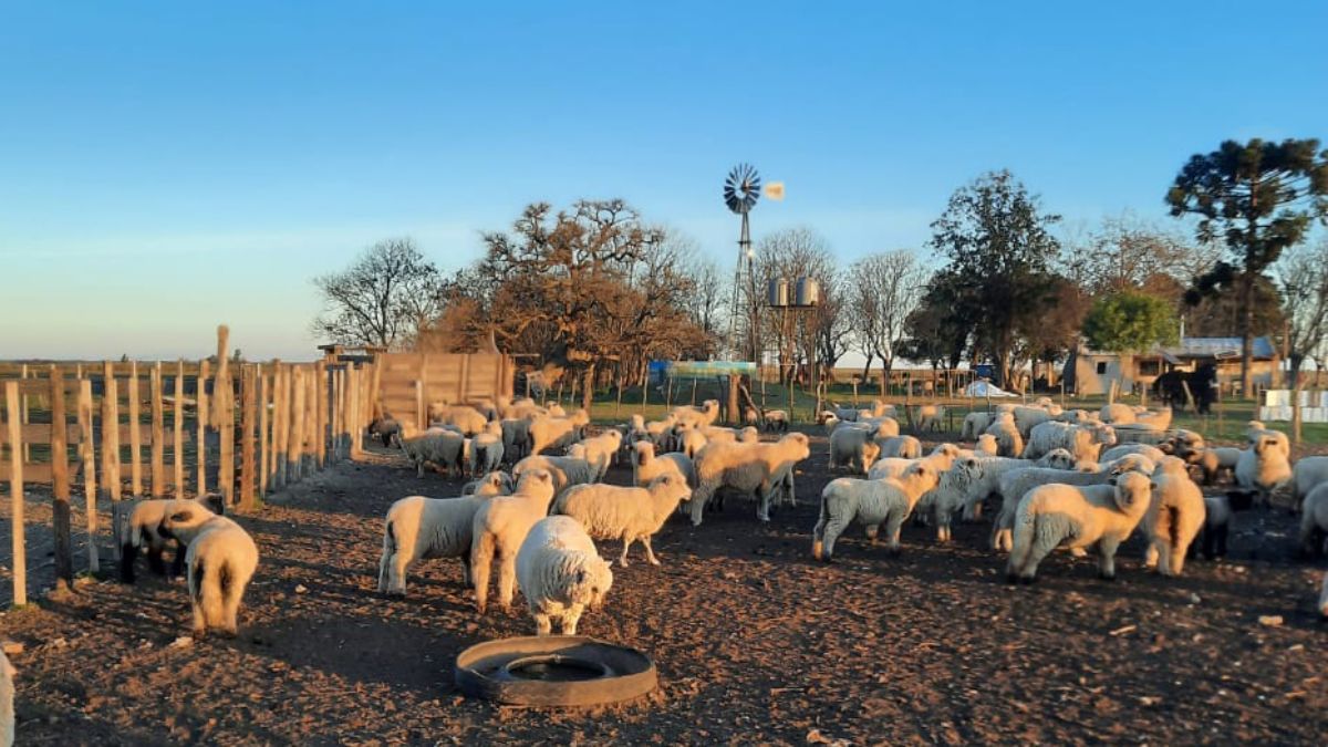 “La principal característica de nuestros establecimientos ovinos es que son mixtos con bovinos en su gran mayoría y el 90 por ciento, tienen de menos de 100 ovejas”, dijo a AIRE Agro, Mariano Ferreira