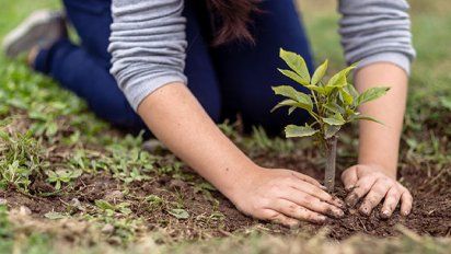 Una ONG propone plantar y proteger 1 millón de árboles para el 2022