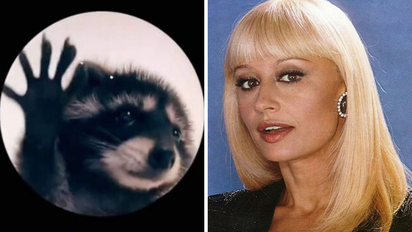 El sorprendente origen del TikTok viral del mapache que baila al ritmo de Raffaella Carrà