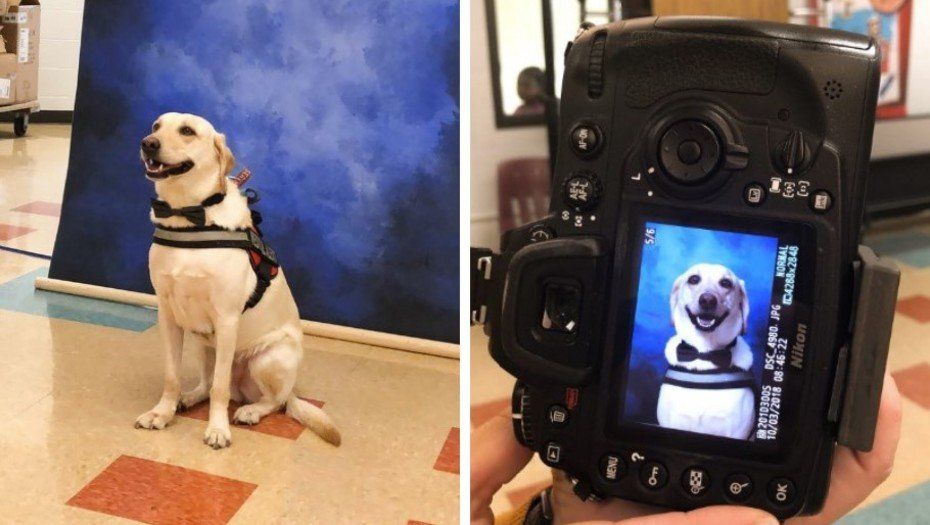 perro asistencia.jpg
