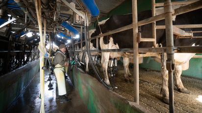 Se conoció el precio de la leche cruda en noviembre y la variación anual de la producción