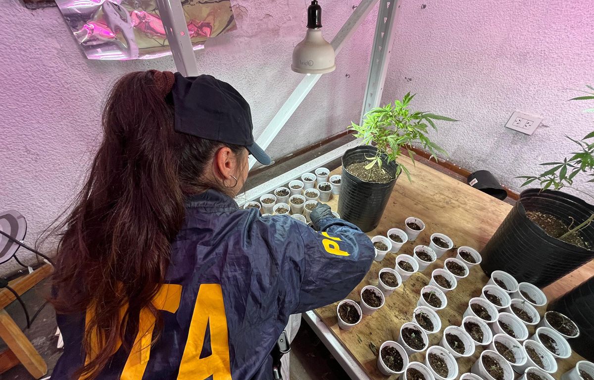 Vivero clandestino: la Policía Federal incautó más de 10 kilos de droga de alta calidad en Rosario. Vivero clandestino: la Policía Federal incautó más de 10 kilos de droga de alta calidad en Rosario.