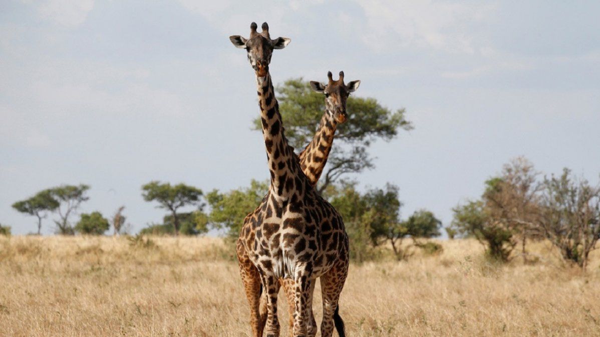 Video: así se enredaron dos jirafas antes de una pelea