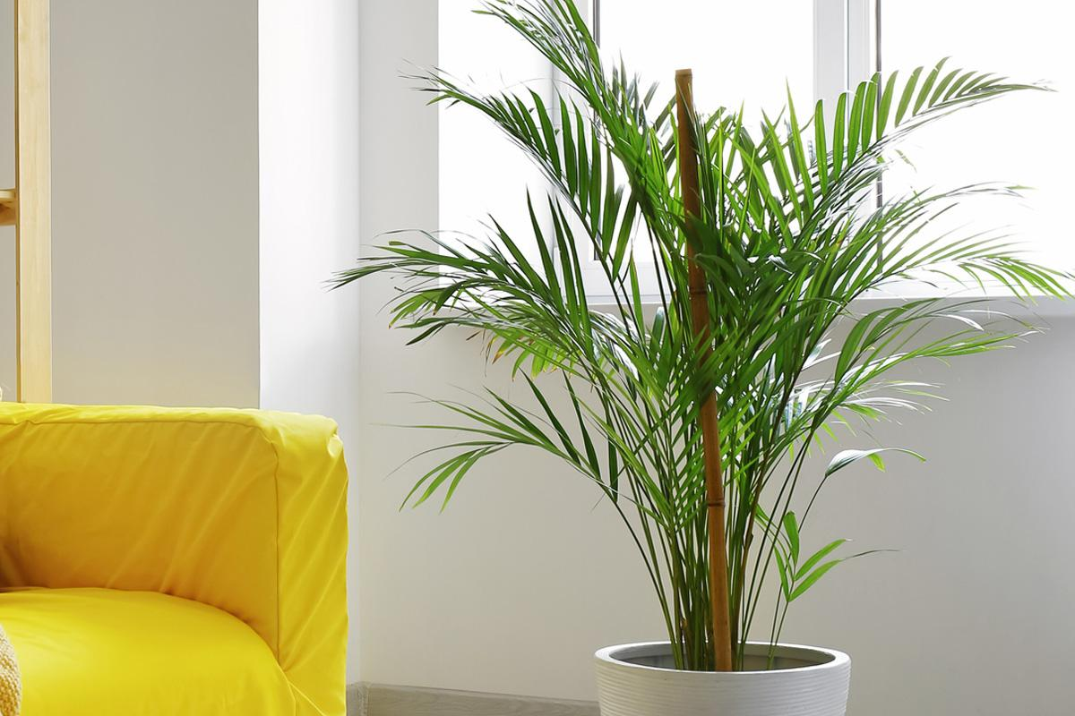 Areca, elegante, imponente y sumamente decorativa.