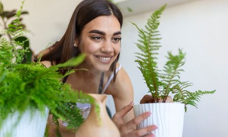 Las 6 plantas más recomendadas para combatir el calor y mantener tu casa fresca y natural (Foto: Freepik). Las 6 plantas más recomendadas para combatir el calor y mantener tu casa fresca y natural (Foto: Freepik).