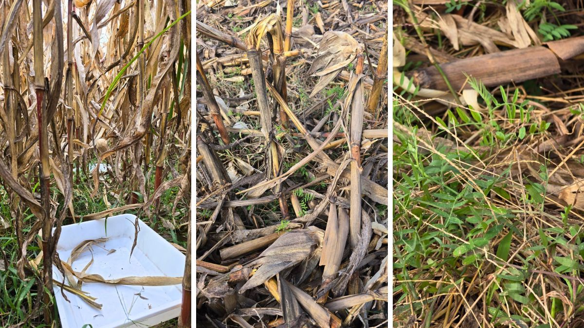  Mediante ese trabajo se logró un 96% de germinación y se pudo adelantar la implantación del cultivo de cobertura en 15 días,