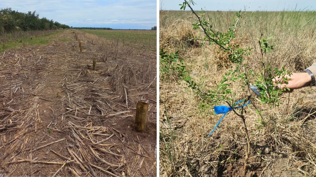 Para protegerlos de los herbívoros, se usaron tubos biodegradables hechos con madera reciclada. Los ejemplares son provistos de una red de viveros. Para protegerlos de los herbívoros, se usaron tubos biodegradables hechos con madera reciclada. Los ejemplares son provistos de una red de viveros.