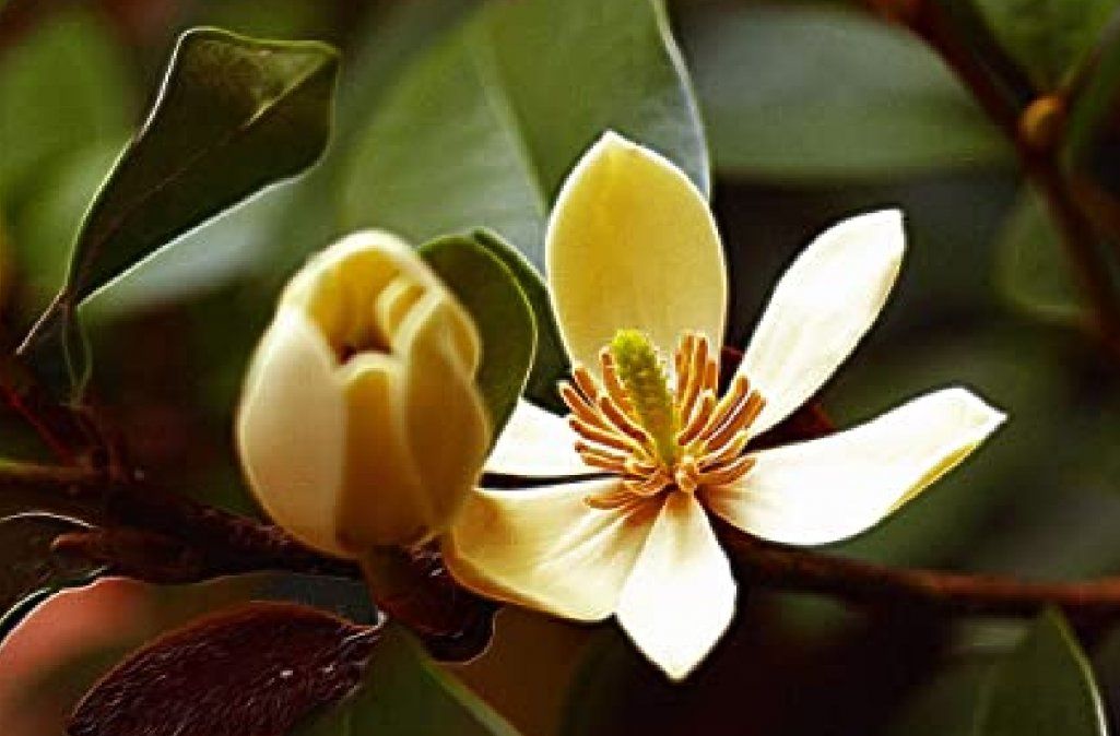 Plantas que perfuman tu casa en invierno