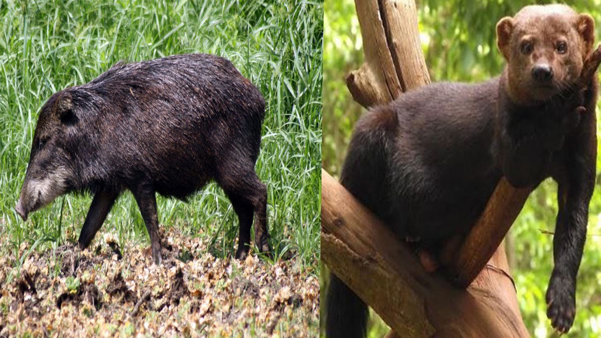 Se registró el hallazgo de dos ejemplares completamente inciertos en la región. Se trata del hurón mayor y el pecarí labiado.