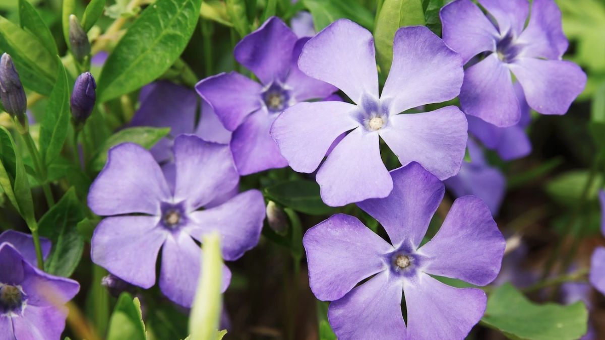 Resiste el calor extremo y florece sin pausa desde noviembre hasta el fin del verano.