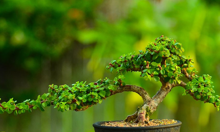 Árbol de Jade como Bonsái. Árbol de Jade como Bonsái.