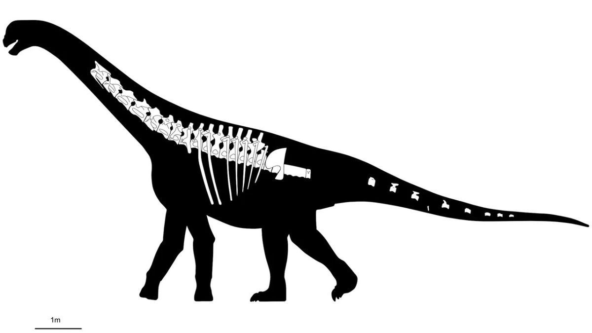 Descubren en Chubut una nueva especie de dinosaurio: qué se sabe del Bicharracosaurus. Descubren en Chubut una nueva especie de dinosaurio: qué se sabe del Bicharracosaurus.