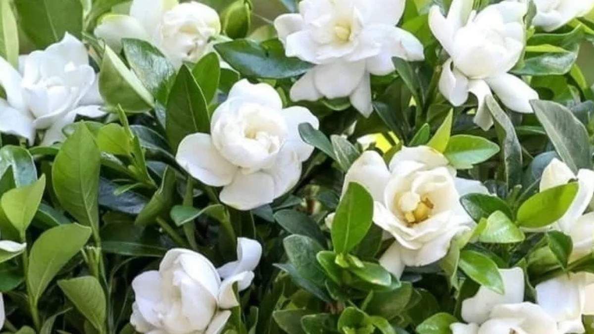 El jazmín del Cabo de interior desprende un aroma suave y constante incluso con luz moderada.