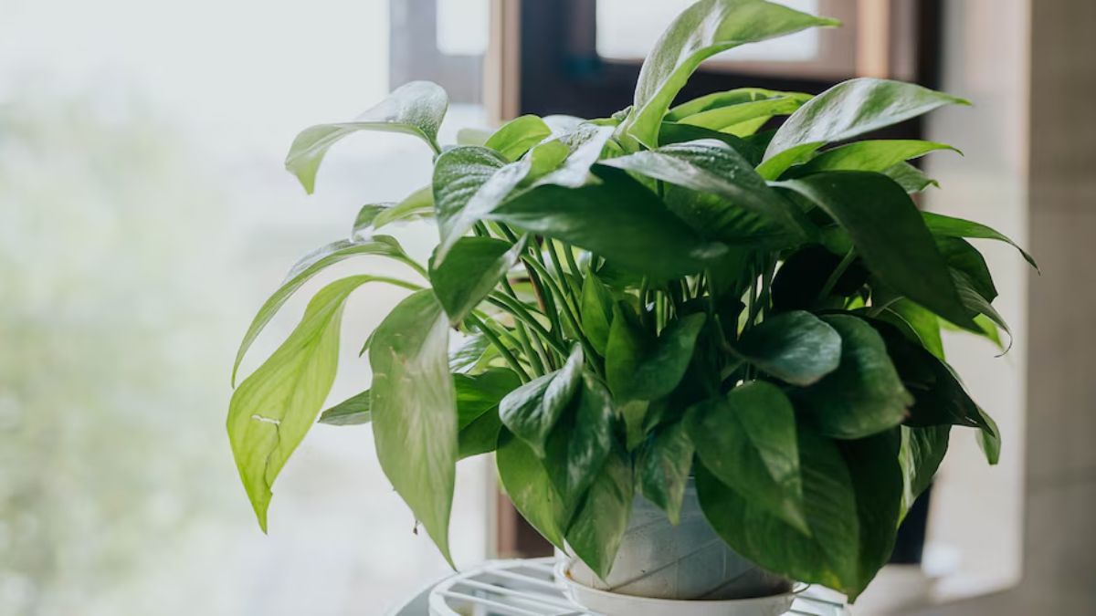 El potus es una planta de interior ideal para princpiantes. 
