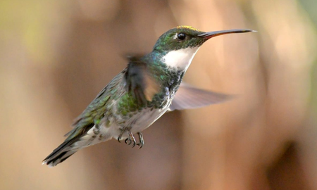 Qué significa que un colibrí haga su nido en tu jardín