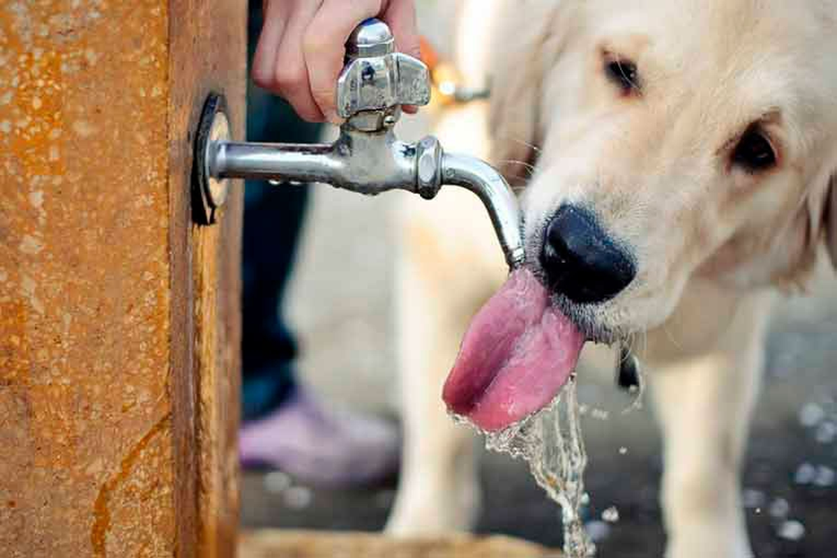 Es de vital importancia estar atento a los signos de calor en los perros, para evitar un golpe. Es de vital importancia estar atento a los signos de calor en los perros, para evitar un golpe.