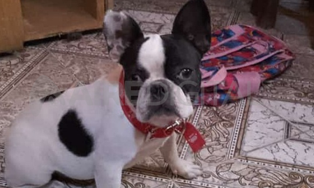 Greta es la cachorra de la familia, tiene nueve meses y es color blanco y negro. Greta es la cachorra de la familia, tiene nueve meses y es color blanco y negro.