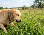 Los veterinarios concuerdan: Si tu perro come pasto, no siempre significa que esté enfermo. Los veterinarios concuerdan: Si tu perro come pasto, no siempre significa que esté enfermo.