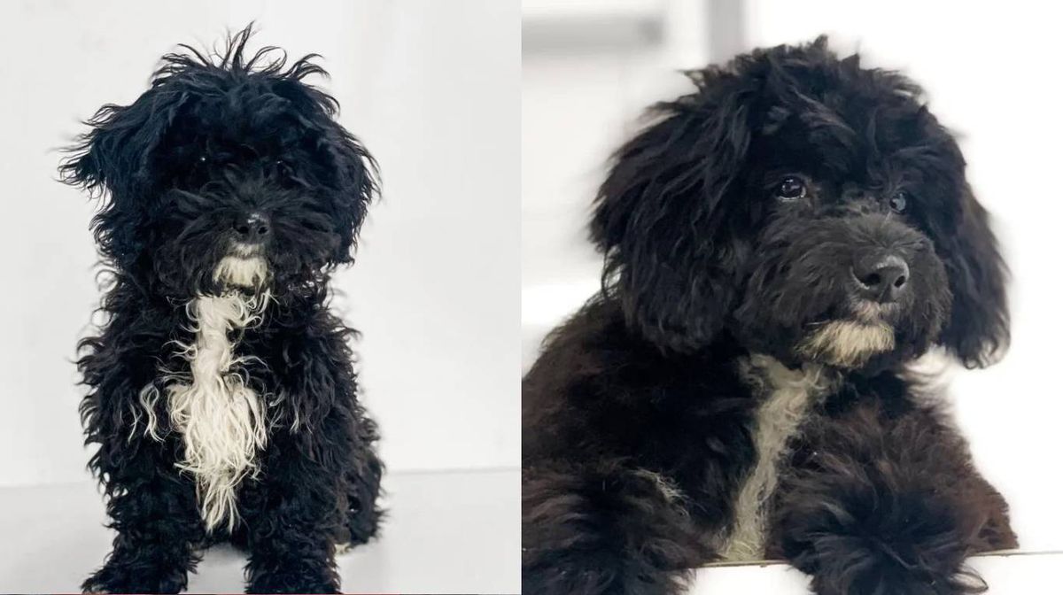 Morita, la perra de Marcos Ginocchio, fue a la peluquería por primera vez.