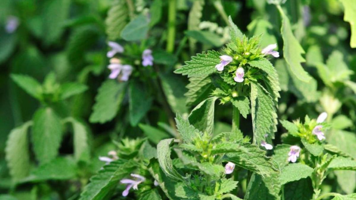 Plantas que ganan fuerza en diciembre y llenan el jardín de color.