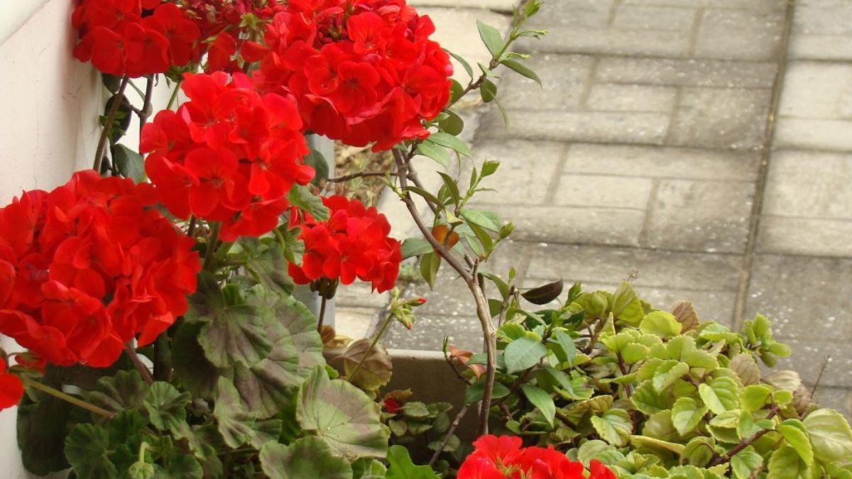 Un malvón con poda regular mantiene su follaje compacto desde la base y produce flores más grandes.