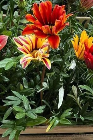 La gazania se adapta muy bien a climas cálidos y soleados, por lo que es una de las plantas más elegidas para jardines de bajo mantenimiento.
